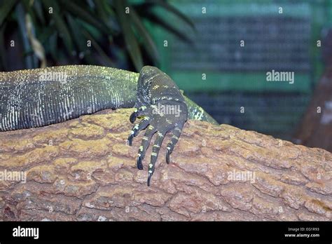 Houston Zoo Animals In Captivity Houston Texas Usa Stock Photo Alamy