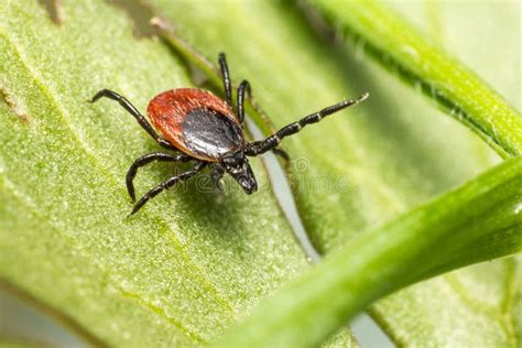 The Castor Bean Tick Ixodes Ricinus Stock Photo Image 39912496