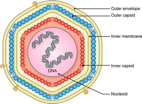 Cryo Em Cools Down Swine Fever Journal Of Biological Chemistry