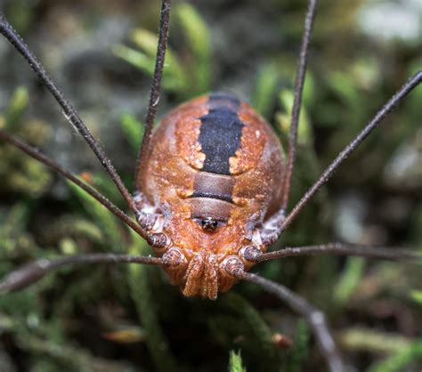 The Harvestman : r/spiders