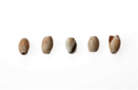 Lake Mead Virtual Museum Olivella Shells