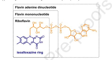 Scheme 2. Chemical structures of riboflavin, flavin mononucleotide and ...