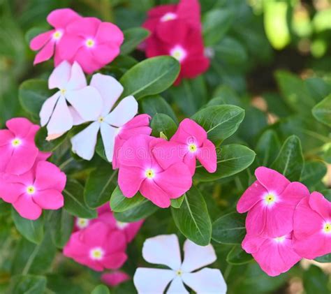 Catharanthus Roseus Or Vinca Flower Pink White And Purple Vinca