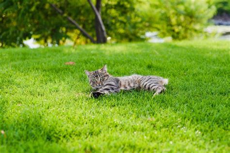 Cat playing with a mouse. stock photo. Image of meal - 100496574