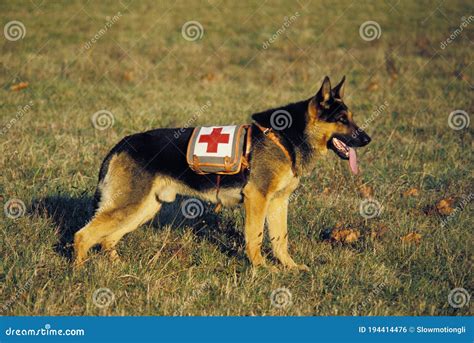 Chiens De Sauvetage De Chien Berger Allemand Photo Stock Image Du