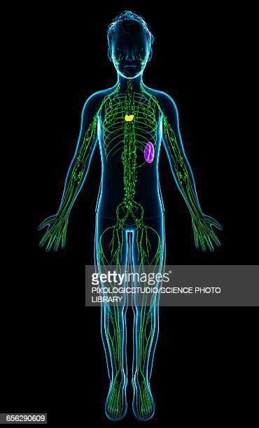 Lymph Node 3d Render Photos And Premium High Res Pictures Getty Images