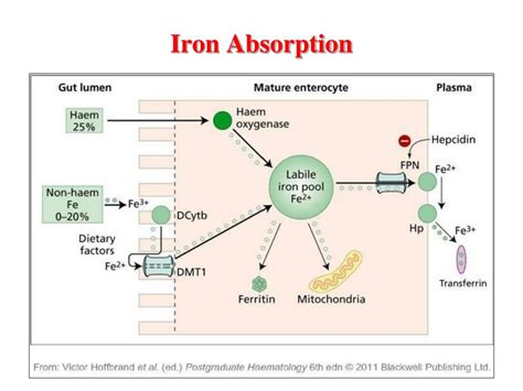 Ppt Iron Metabolism Powerpoint Presentation Free Download Id3080566