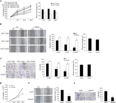 Impact Of Notch3 And Nac On Hela Cell Malignancy N3icd Overexpression Download Scientific