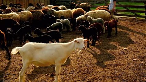 White, Brown And Black Wool Sheep In Farm, Stock Footage | VideoHive