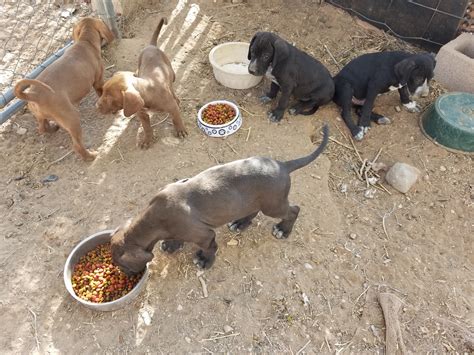 Catahoula X Blue Lacy 15 Wks 2 Males