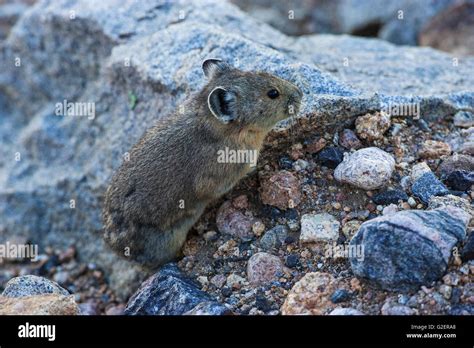 American Pika Rocky Mountains Colorado Hi Res Stock Photography And