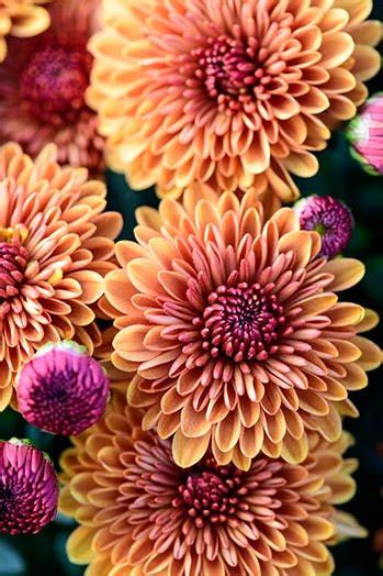 The 25 Best Fall Flowers To Plant This Year Artofit