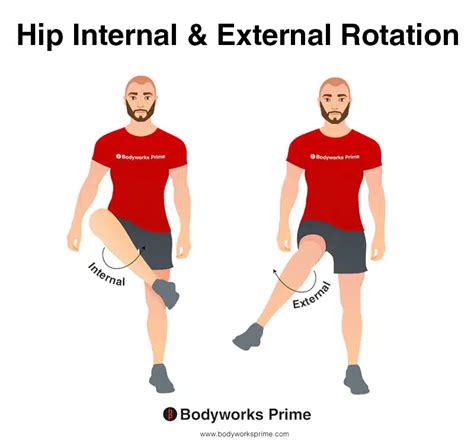 Internal And External Rotation Of The Hip