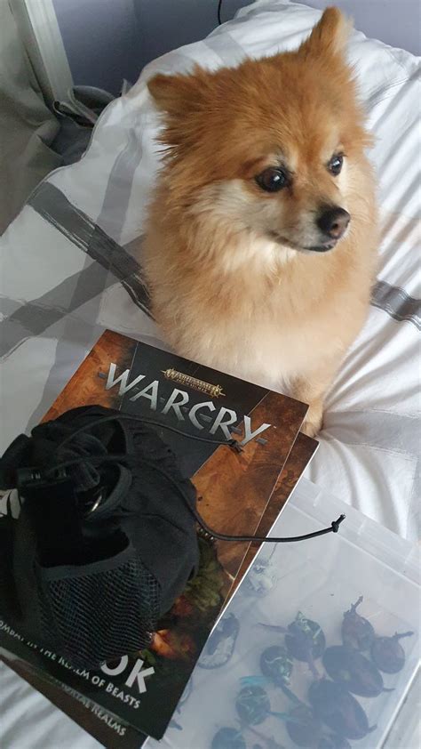 Sprues Brews On Twitter Poppy Learning How To Play Warcry