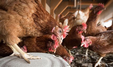 ternak ayam petelur  pemula  tidak rugi pintarpet