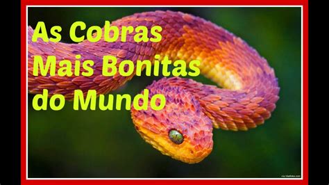 As Cobras Mais Bonitas Do Mundo Youtube