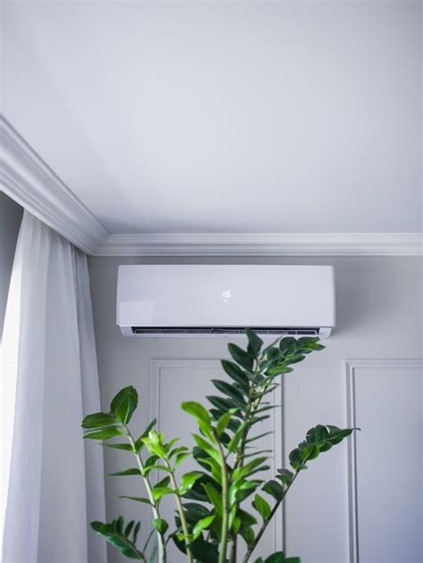 Plants That Can Easily Survive In Air Conditioned Rooms