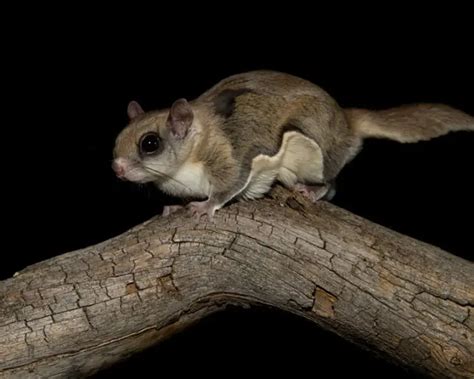 Southern Flying Squirrel Mammals Wiki Fandom