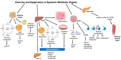 Biomedicines Free Full Text Impact Of Physical Activity And