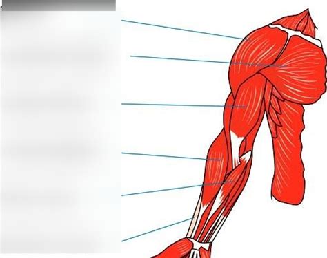 arm muscles Diagram | Quizlet