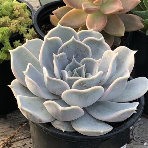 Echeveria Lilacina Garden Crossings