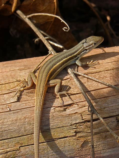 Free Images Branch Wood Leaf Trunk Fauna Lizard Close Up