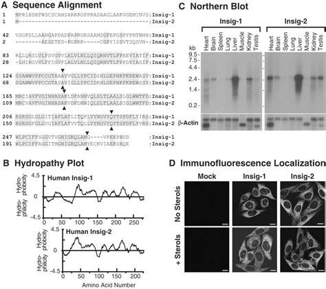 Insig A Second Endoplasmic Reticulum Protein That Binds Scap And