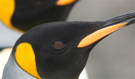 Falklands South Georgia Antarctic Peninsula Arcturus Expeditions