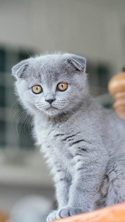 Popular Grey Fluffy Cats Breeds Gorgeous Grey Cat Breeds That Will