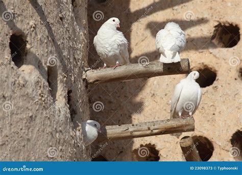 White doves stock image. Image of traditional, middle - 23098373