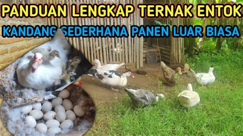 Cara Ternak Entok Sukses Di Kandang Sedeharna Ternak Entok Pembibitan