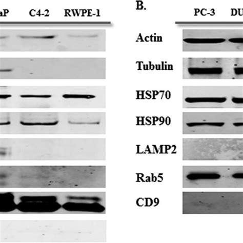 Western Blot Analysis For Exosome Markers In Exosomes And Corresponding