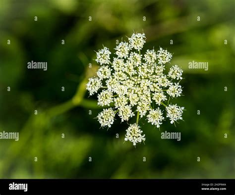 Close Up Of Flowering Ground Elder Plant Aegopodium Podagraria