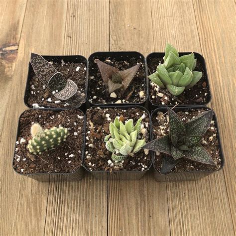 Indoor Succulents - Low Light Succulents Office Home - For Sale Online ...