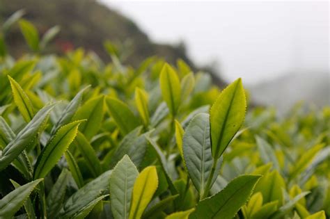 2000 Aged Tieguanyin