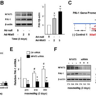 NFAT5 Directly Regulates PAI 1 Transcription In ECs A B MRNA And