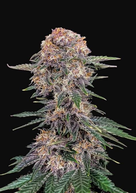 Buy Cherry Cola Auto Feminized Seeds By Fastbuds In America Stellar Seeds