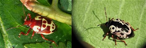 Types Of Stink Bugs Found In Canada Id Guide Bird Watching Hq