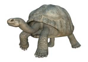 galapagos tortoise clipart 10 free Cliparts | Download images on Clipground 2024