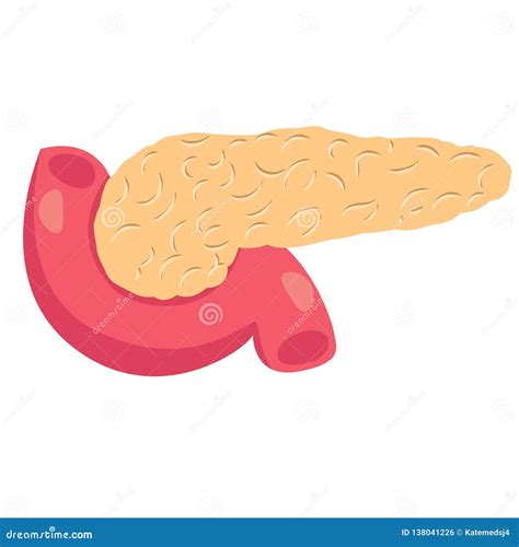 Illustrazione Del Pancreas Disegno Del Pancreas Illustrazione Di Stock