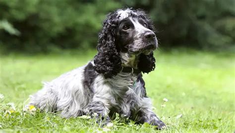 Unlocking Outdoors Can Cocker Spaniels Live Outside