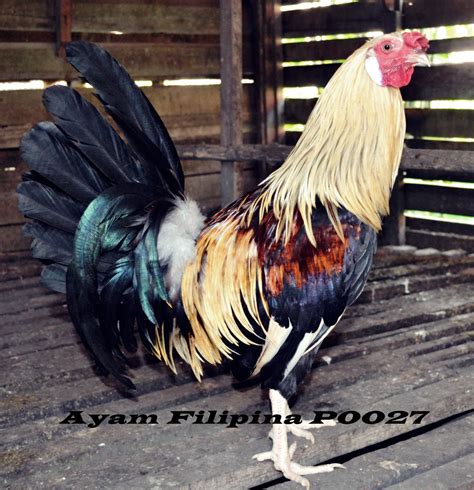 Ayam Filipina Ayam Filipina Posisi Di Pontianak