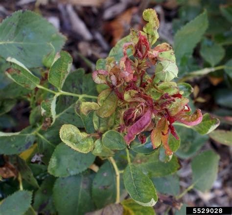 Rose Rosette Disease Rrd Emaravirus Rose Rosette Disease