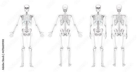 Anatomical Position Skeleton