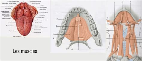 Traitement Chirurgical Des Cancers De La Cavit Buccale Et De L