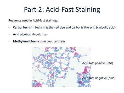 Ppt Lab Visualizing And Identifying Microorganisms Gram And Acid