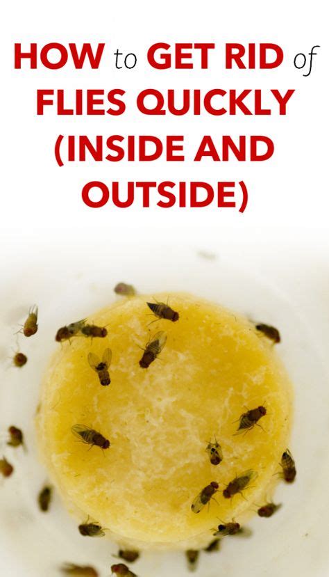 How To Get Rid Of Flies Quickly Inside And Outside Digestive Health