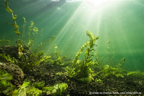 Foto Unterwasser Pflanzen See Thomas Reich Bilderreich