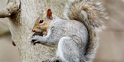 The Lifespan of a Squirrel - AAAC Wildlife Removal