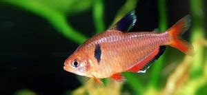 Top 5 Tetras for Beginners | Fishkeeping Advice